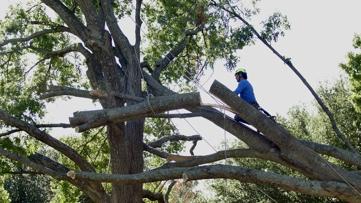Professional Crown Thinning performed by certified arborists in Hardin