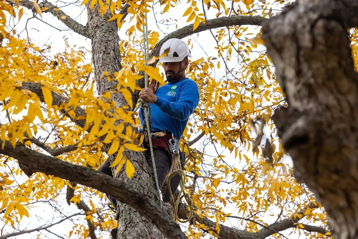 Skilled Tree Planing crew working in Hardin